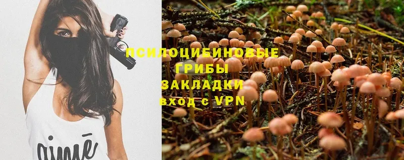 Псилоцибиновые грибы Psilocybe  Игарка 